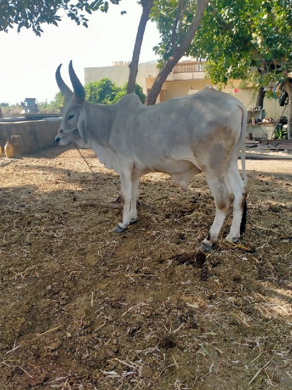 ગોધલા વેસવાના છ...