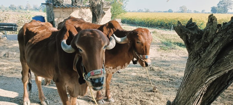 બળદ વેચવા ના સે