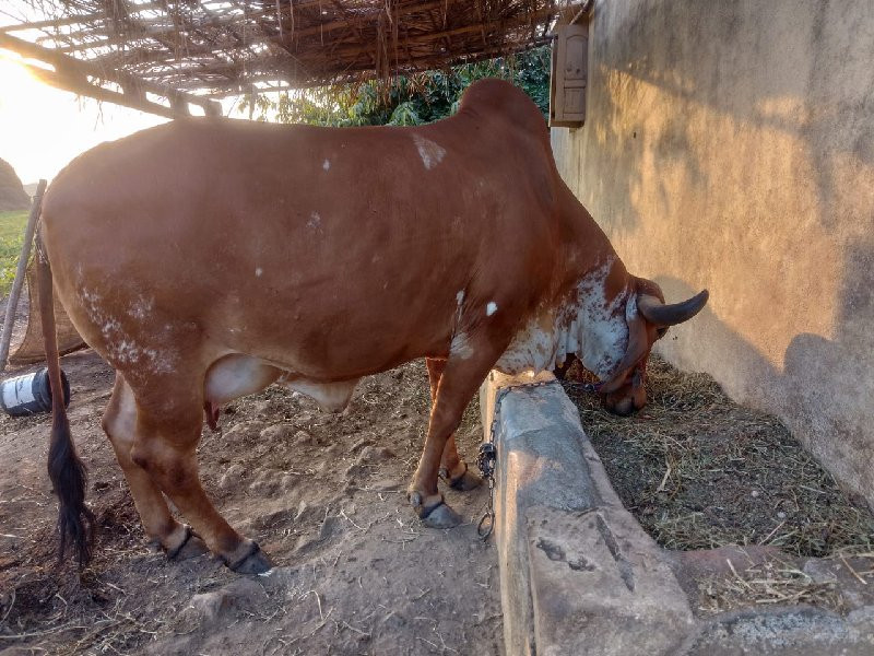 ગાય વેચવાની છે