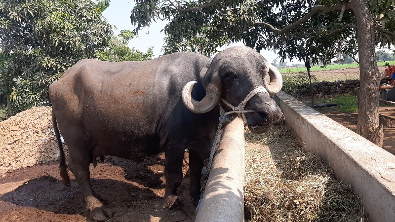 વેચવાની છે