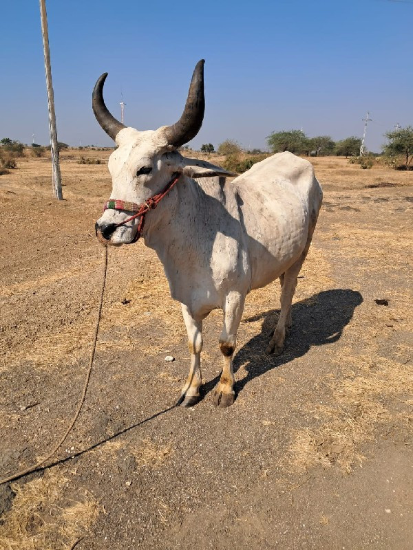 ગોઢલો વેંચવાનો...