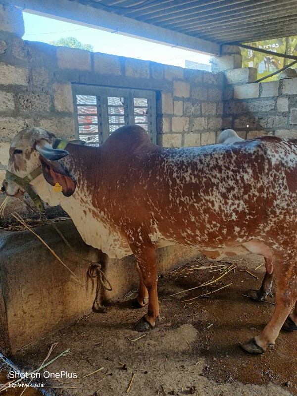 ગાય વેચવાની છે