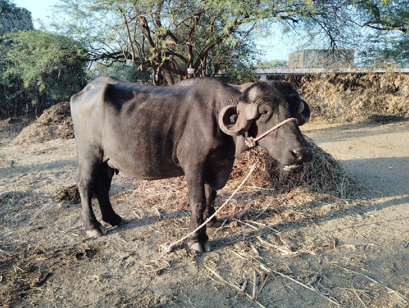 1 વૈતર ખઙૈલી