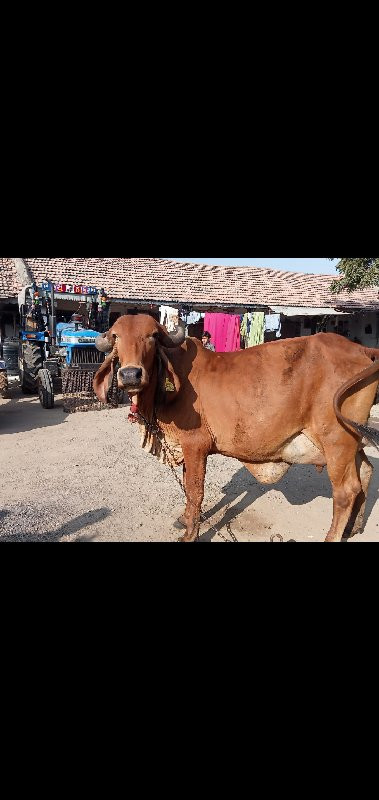 ગાય