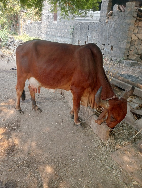 ગાય વેશ વાની શે