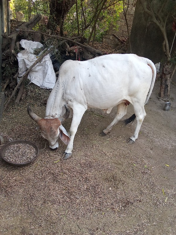 ગાય વેશવાની છે