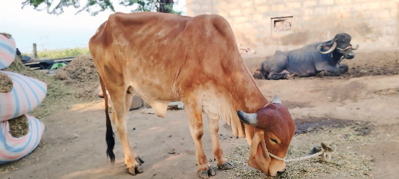 વાસડી દેવાની સે