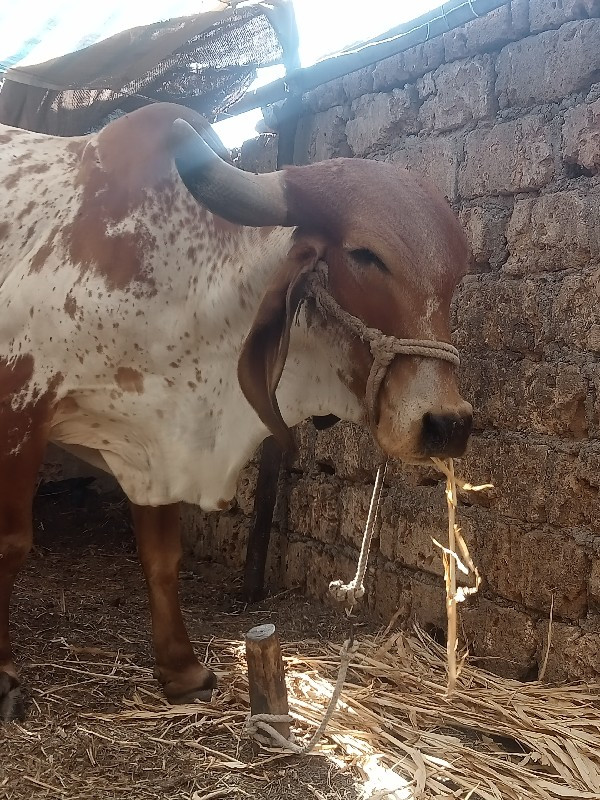 ગાય વેચવાની છે