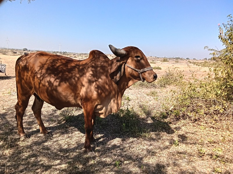 ગાય વેચવાની