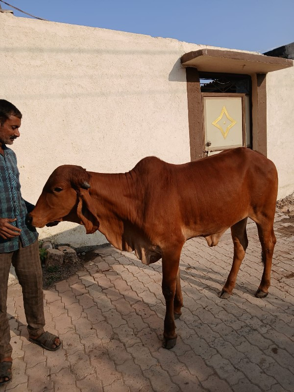 ઓડકી વેચવાની છે