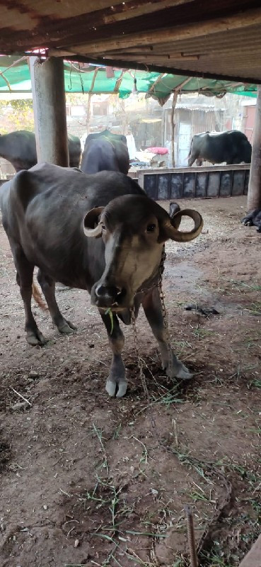 ભેશુ વેશવાની શે...