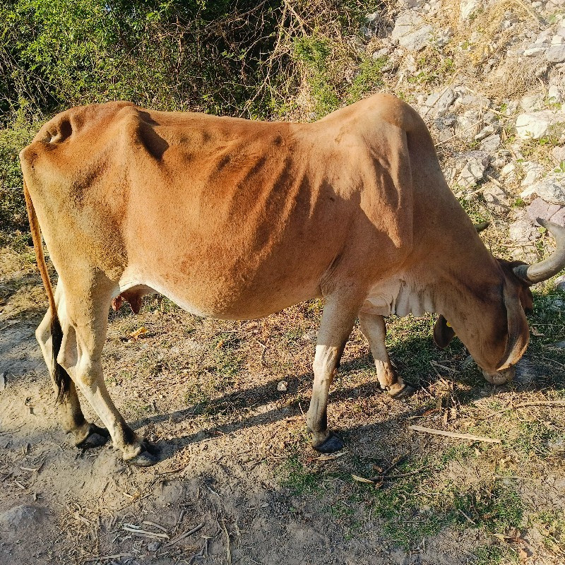 ગાયો વેચવાની સે