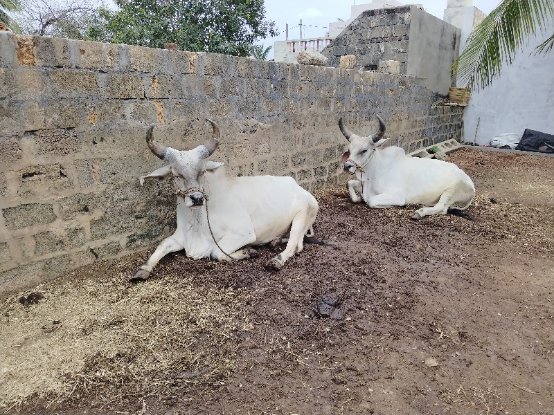 ગોદલા  દાદપુરા