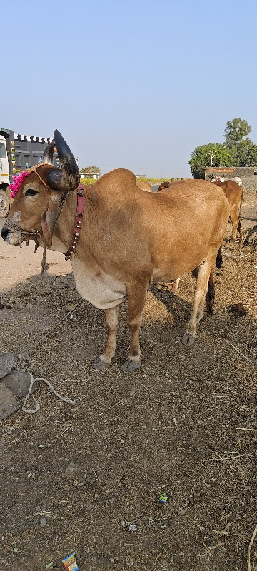 ફુલ જવાબદારી થી...