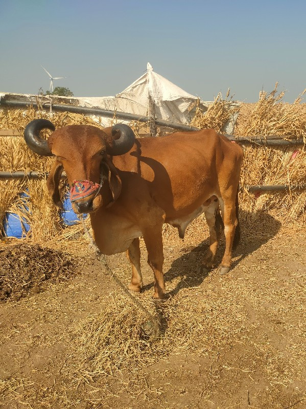 બળદ વેચવાના છે