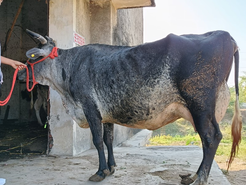 જશી ગાય