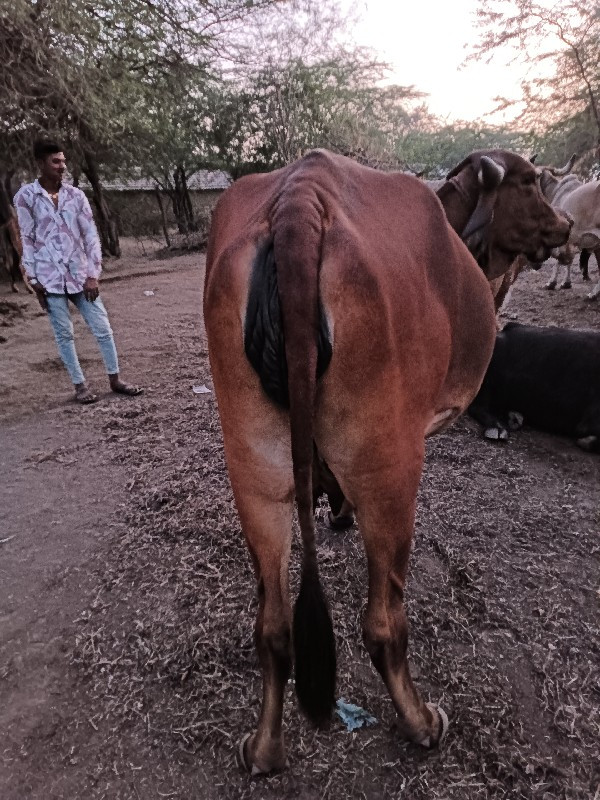 ગાય વેચવાની છે