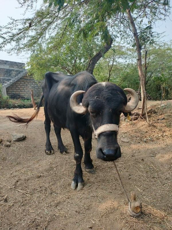 ખડેલી વેસવા ની...