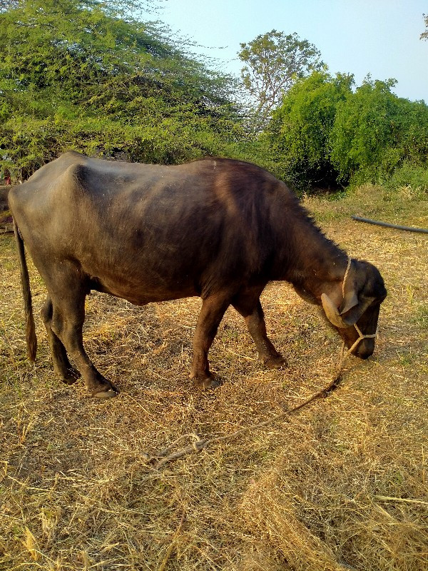 ખડેલી