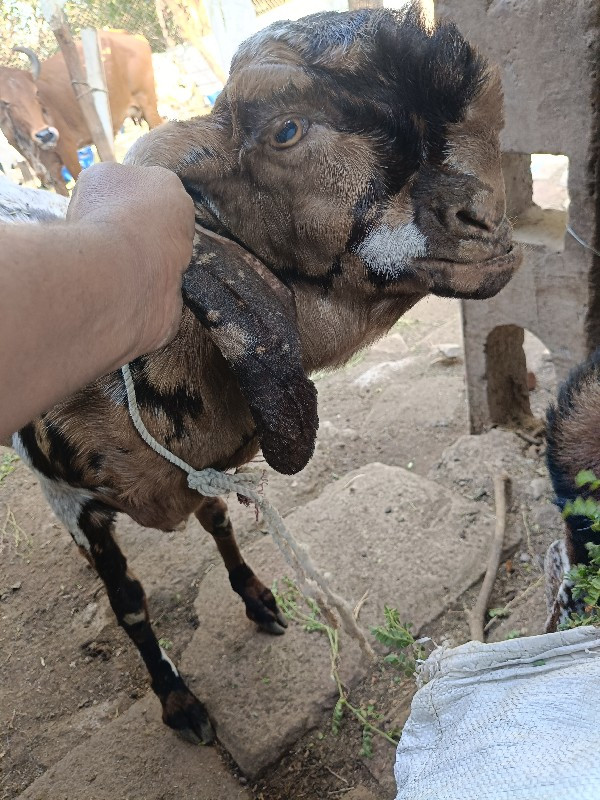 તોતાપુરી બકરી મ...