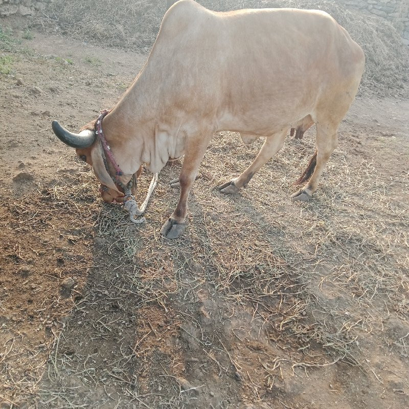 ગાય વેચવાની છે...