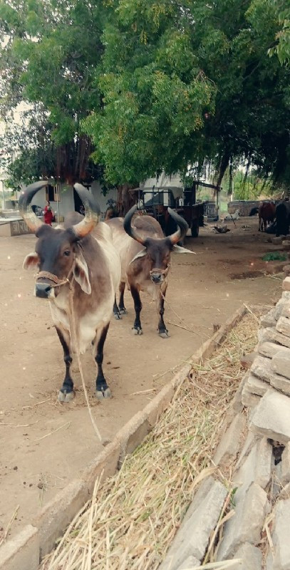 બળદ વેચવાના છે