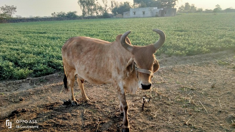 ગાય વેચવાની છે