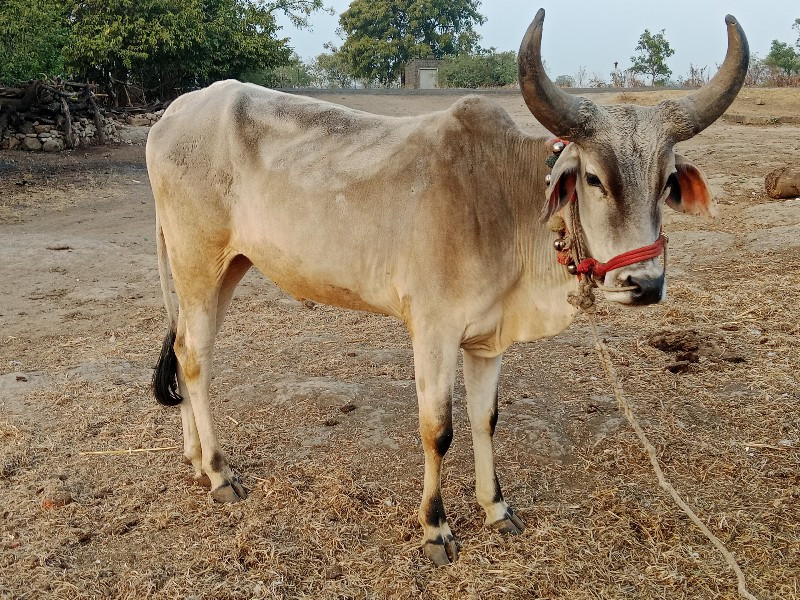 ગોંઢલા વેચવાના...