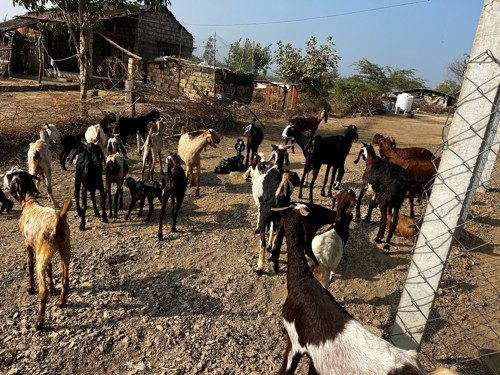 બકરીઓ વેચવાનીછે