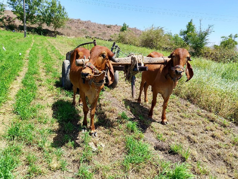 ગોઠલા વેચવાની છ...