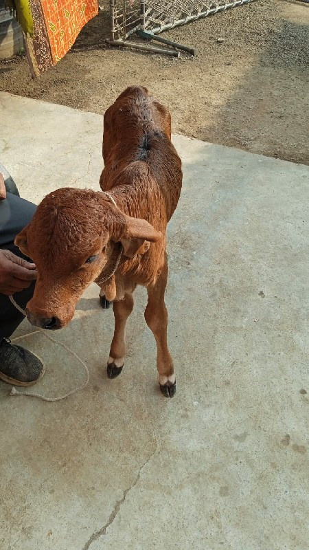 હોડકી વેચવાની છ...