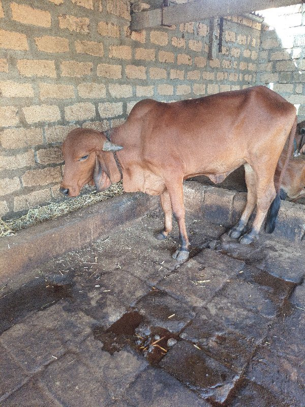 ગાય