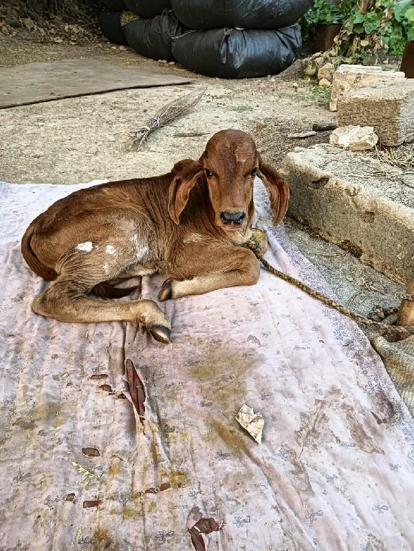 ગાય વેસવાની છે