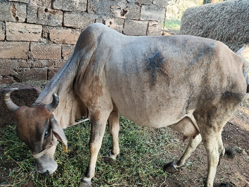 ગાય વેસ્વની સે