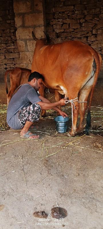 ગાય વેચવાની છે