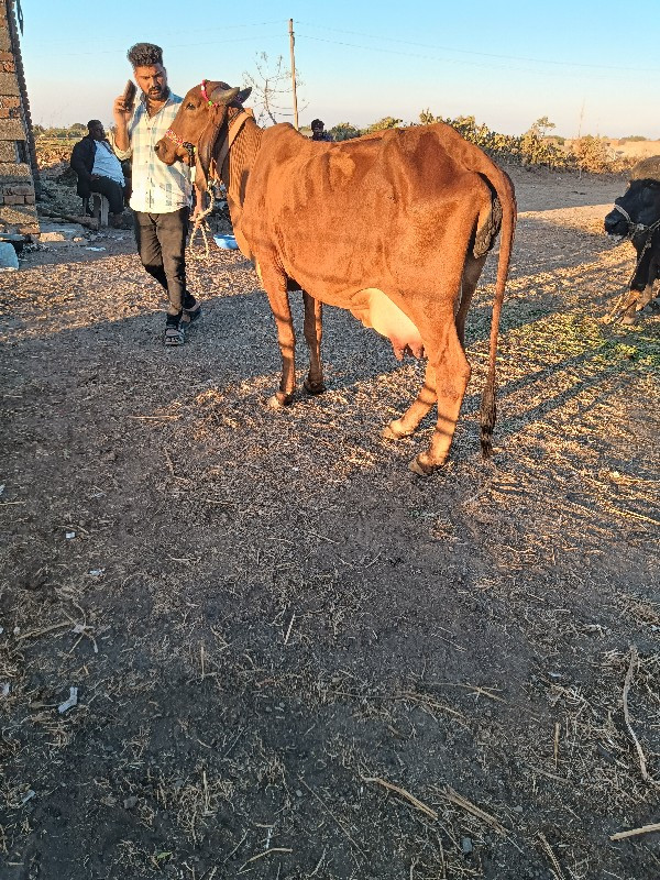 ગીર હોડકી વેચવા...