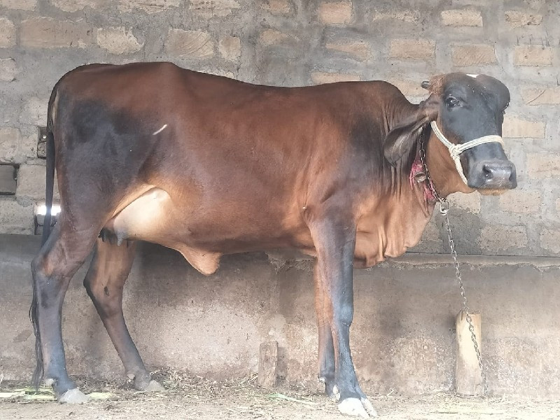 પેલું વેતર