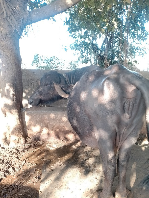 કાયદે સર લેવી હ...