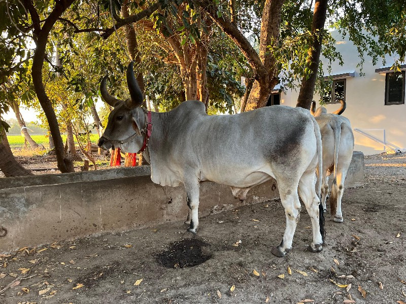 બળદ વેચવાના છે