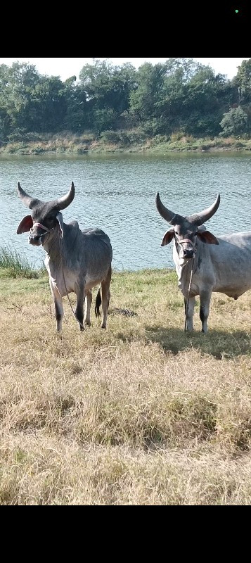 ગોઢલા