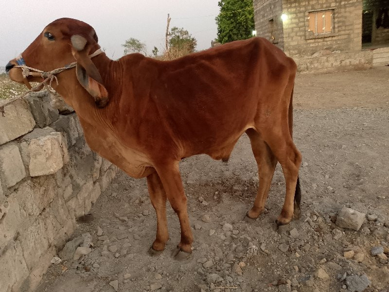 ગોઢલો વેચવા નો...