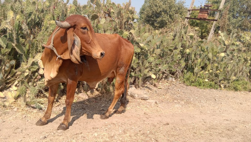 દેશી ગાય વેચવાન...