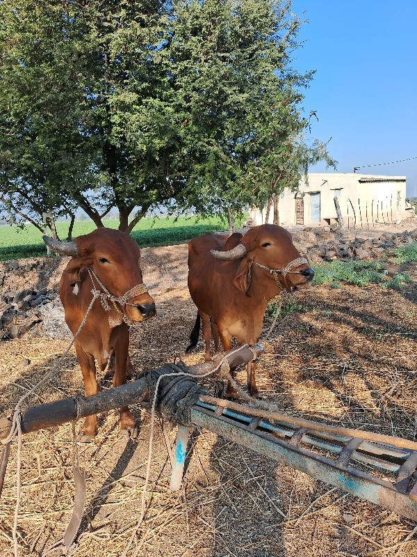 ગોઢલા વેચવાના છ...