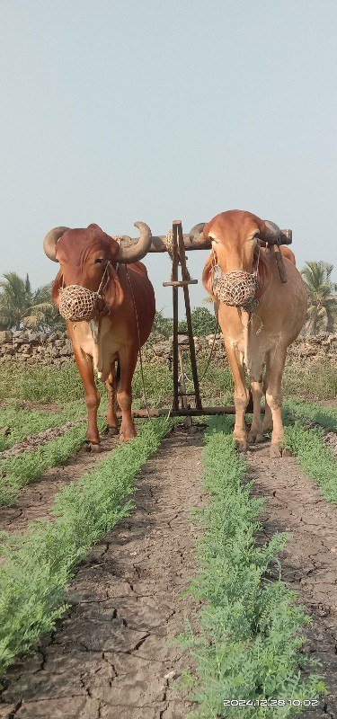 બળદ વેચવાના છે