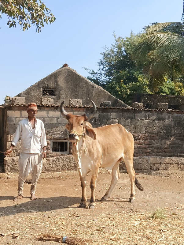 બઘ જવાબદારી