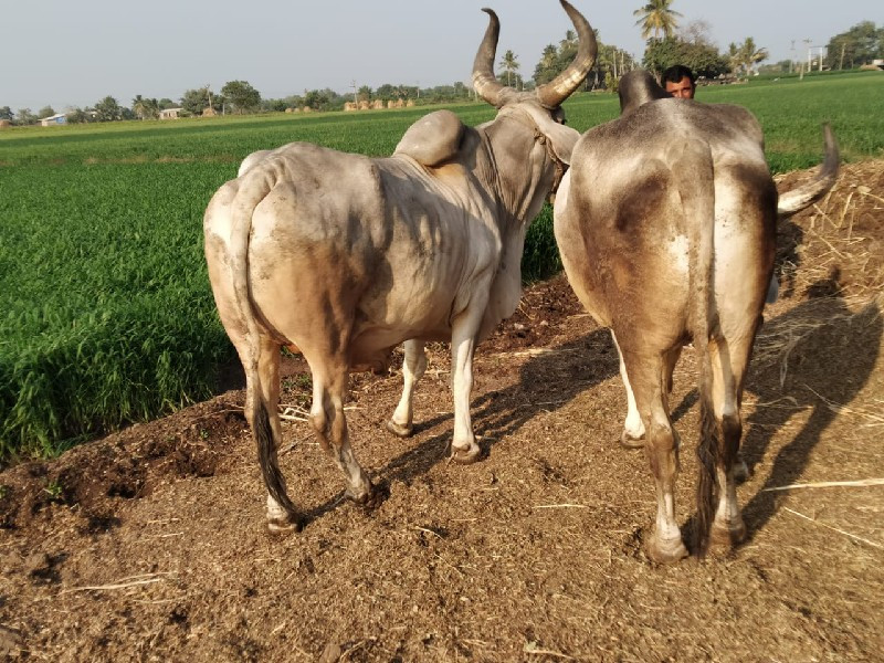 બરધ વેશવાના છે