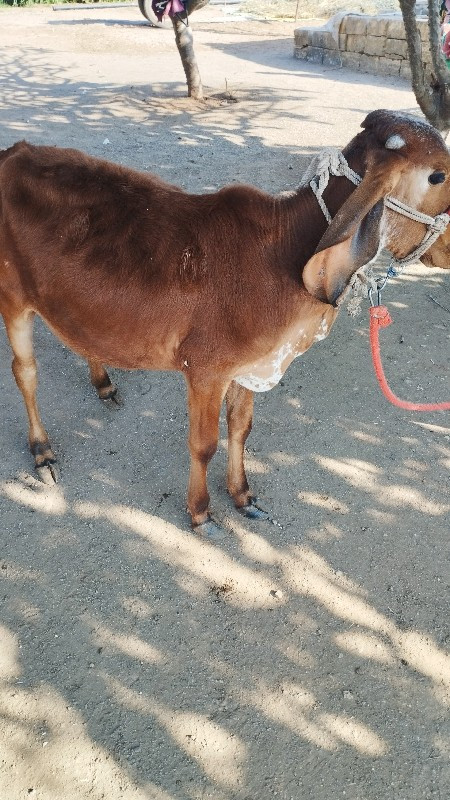 ગીર વાછરડી વેચવ...