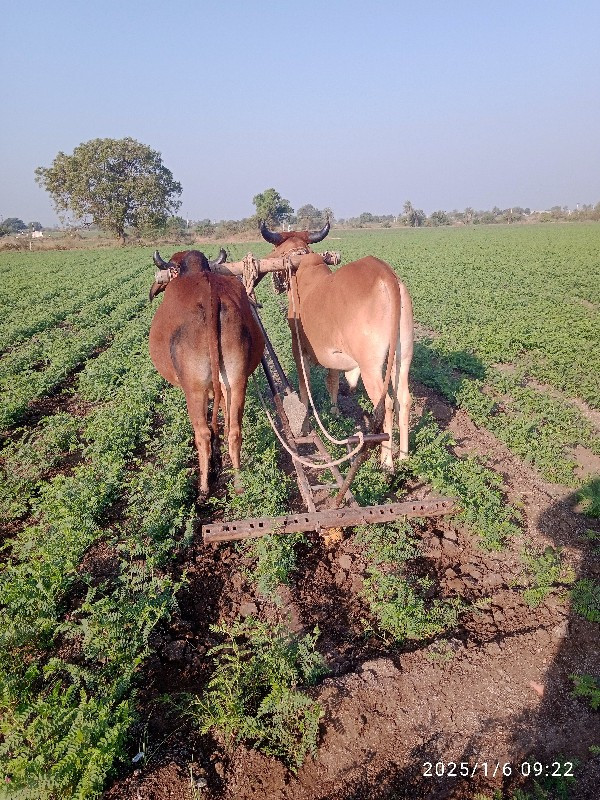 ગોઢલા વેચવા