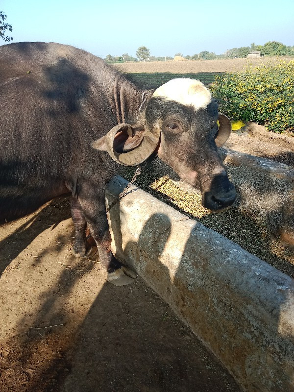 ભેંસ લે-વેચ