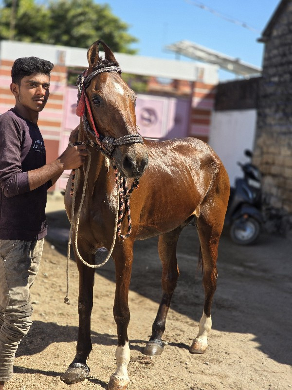 ghodi vechvani...